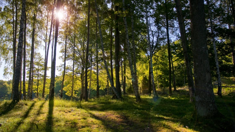 En vacker hållbar skog.