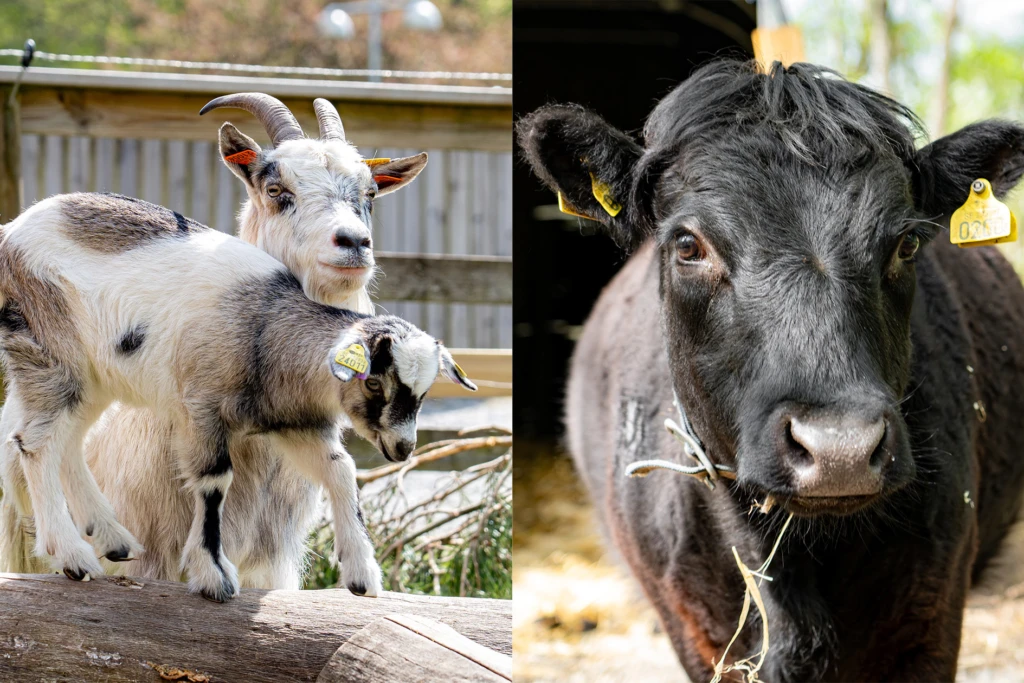 En get med sin killing och en svart Dexterko.