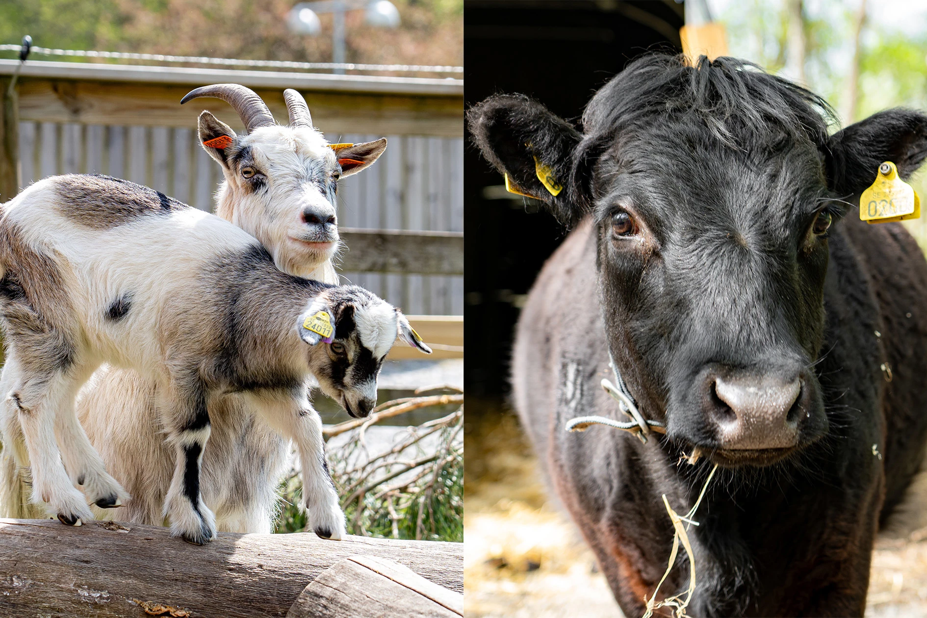 En get med sin killing och en svart Dexterko.