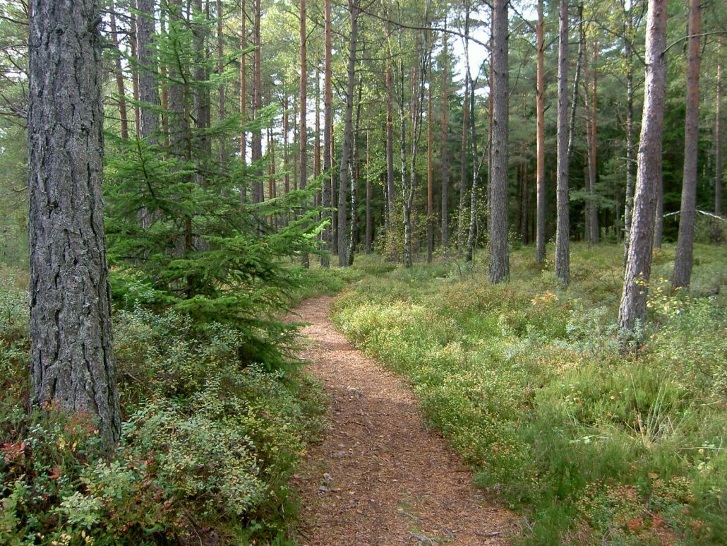Foto på Hjortmarkas milspår