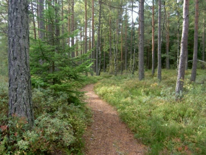 Foto på Hjortmarkas milspår