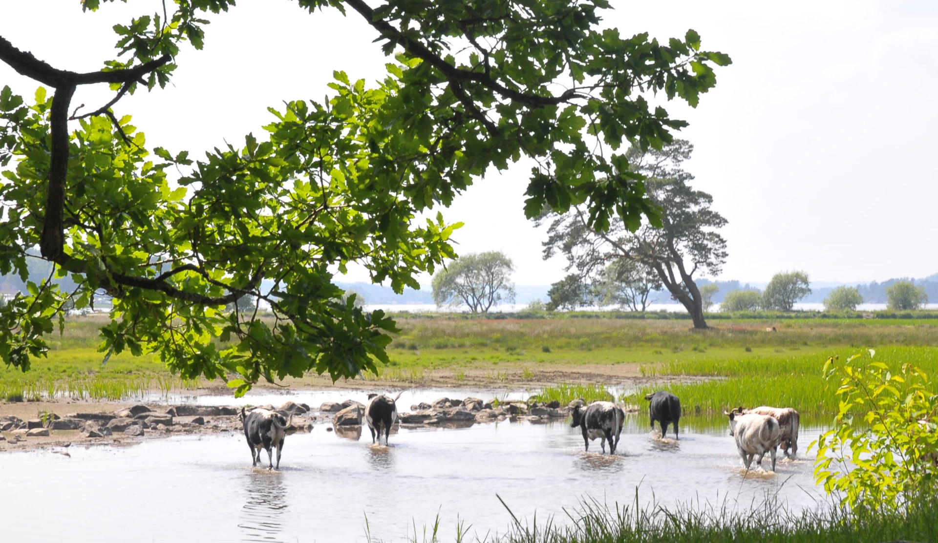 Foto på koutsläpp i Nolhagaviken