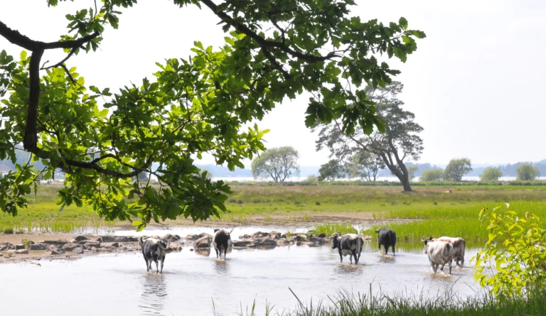 Foto på koutsläpp i Nolhagaviken
