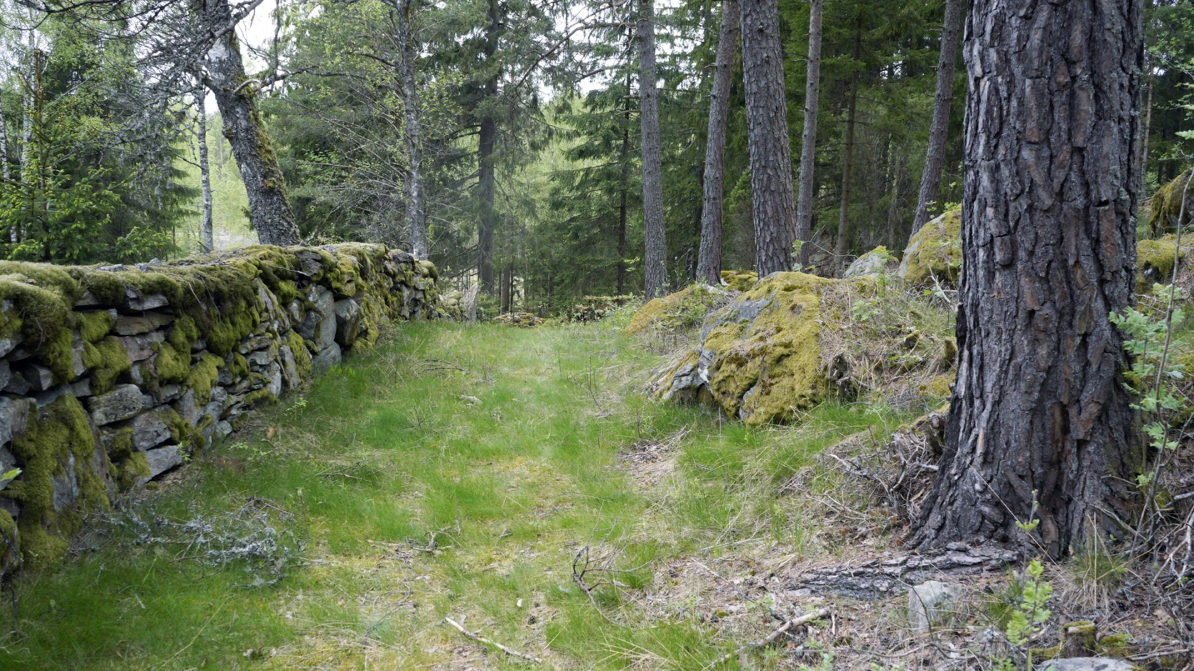 Foto på en stenmur och träd i naturreservatet i Läkarebo