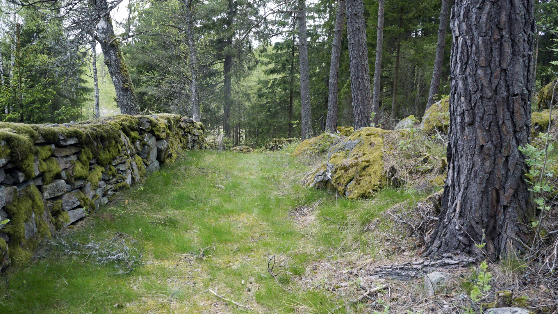 Foto på en stenmur och träd i naturreservatet i Läkarebo