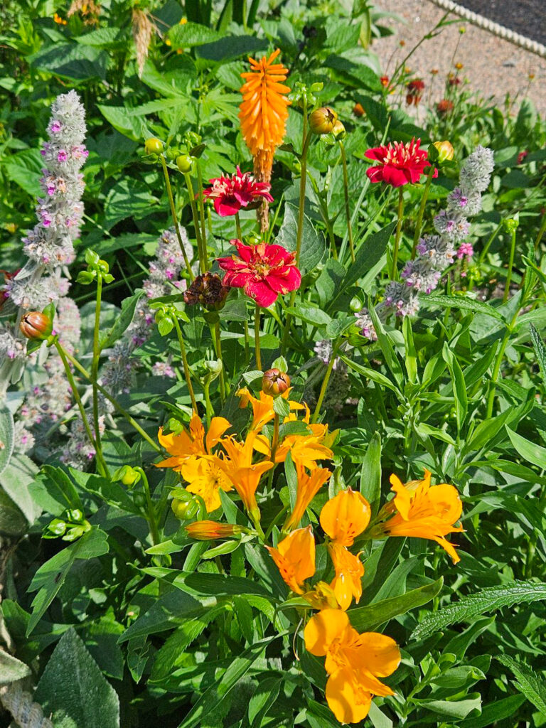 Exotisk rabatt i Museiparken, Alingsås