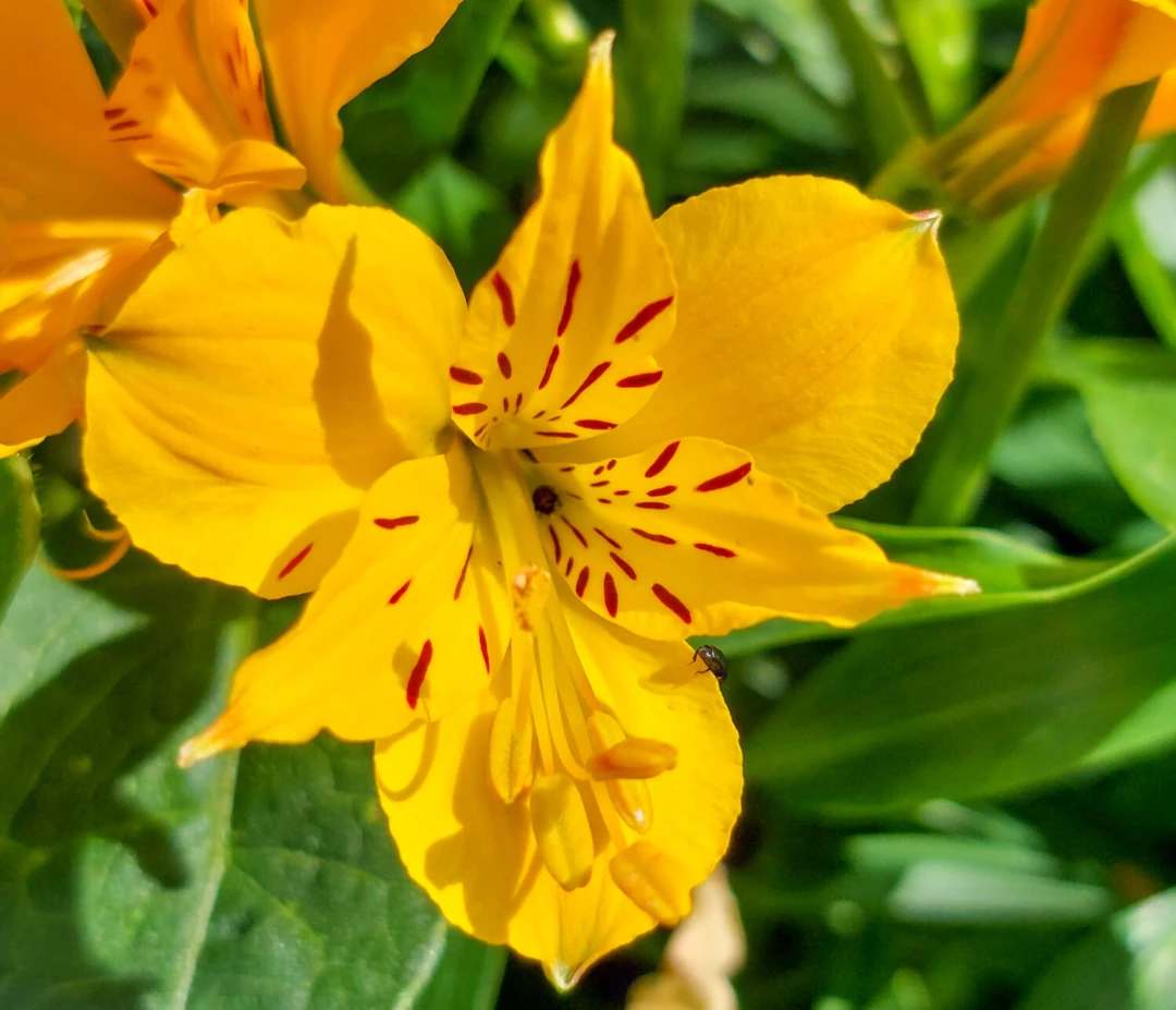Alstroemeria aurantica - Alstömeria