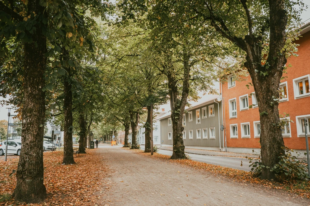Träd i allén på Norra Ringgatan.