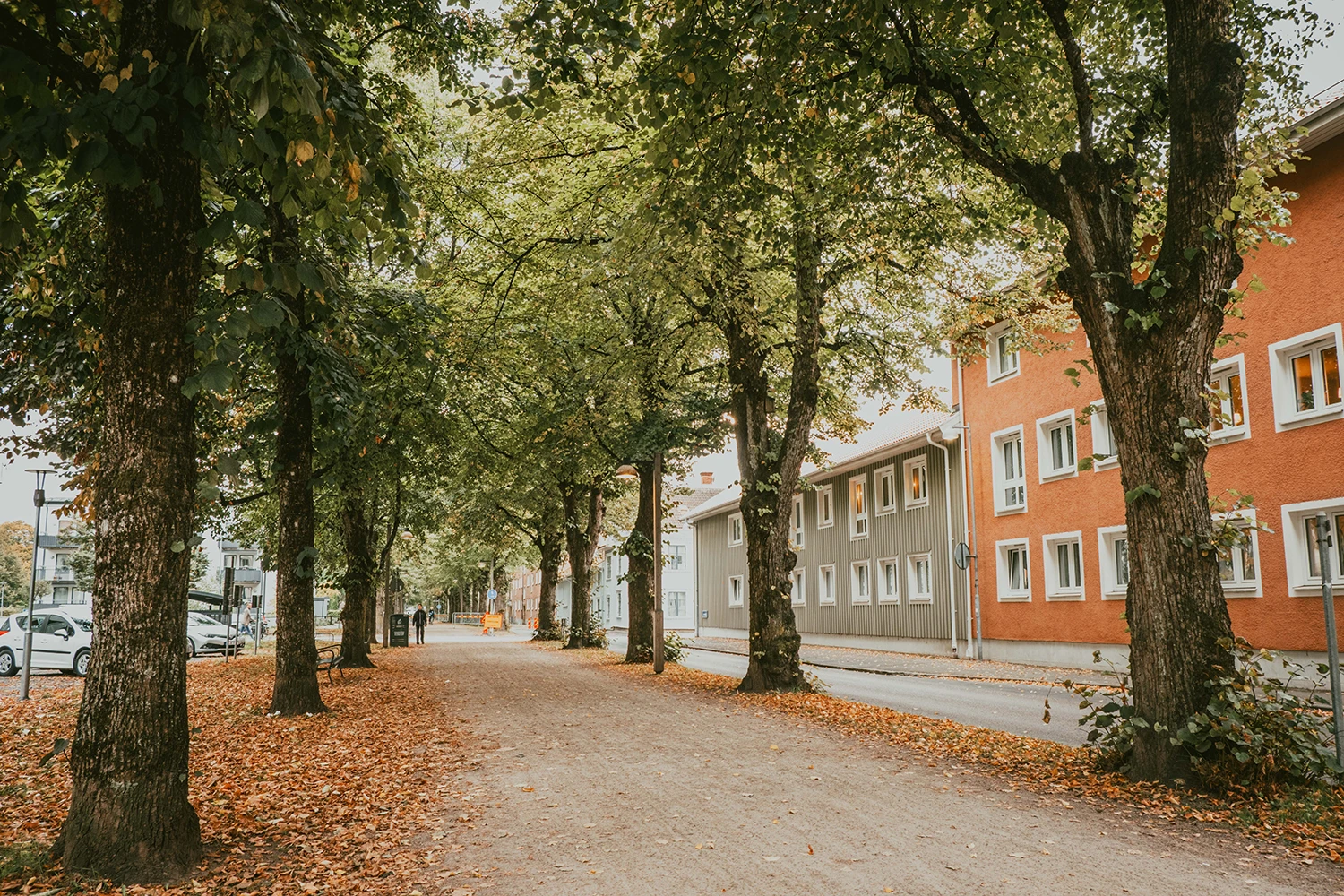 Träd i allén på Norra Ringgatan.