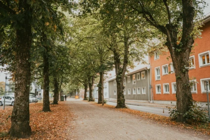 Träd i allén på Norra Ringgatan.