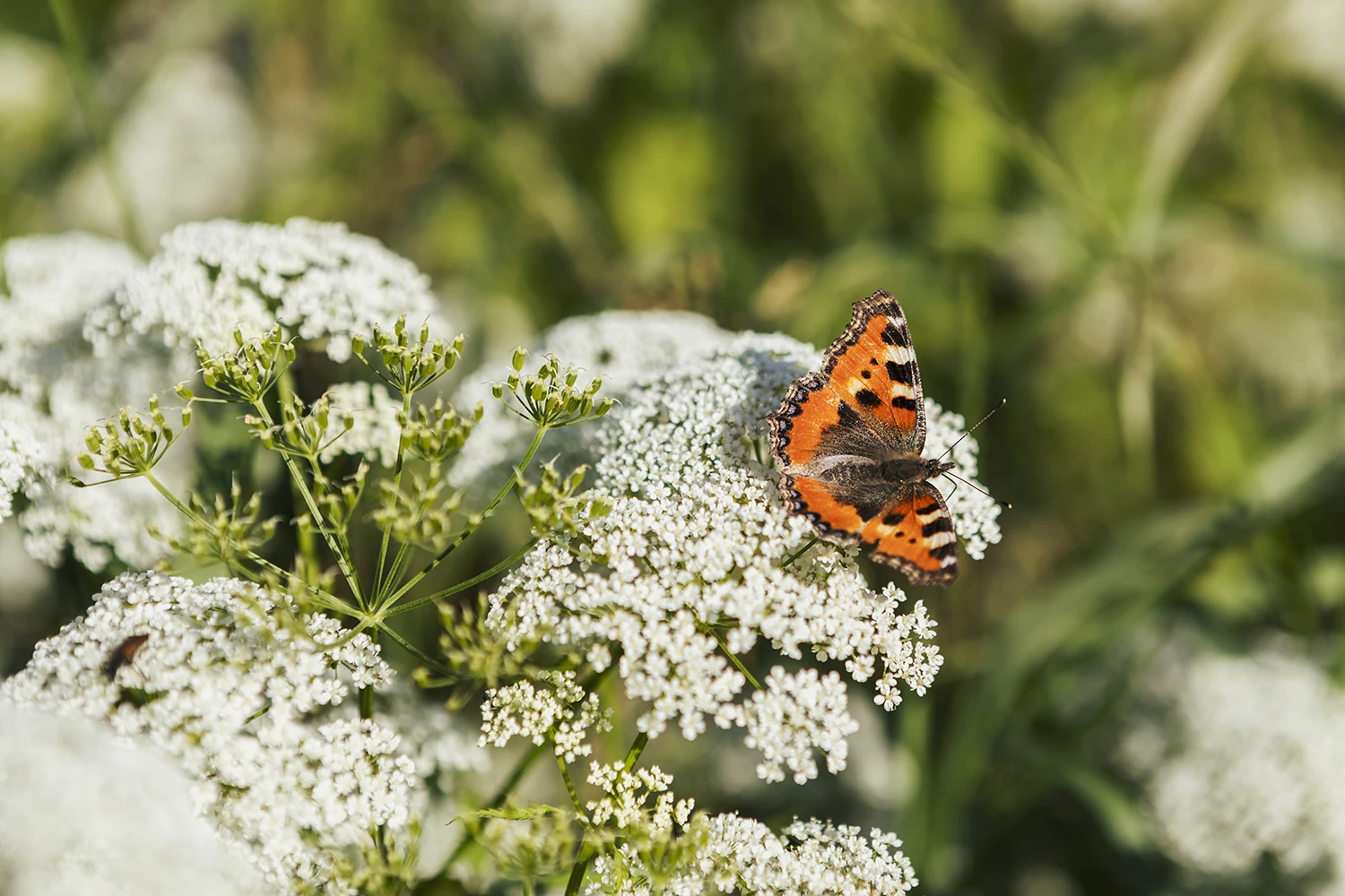 En fjäril för att symbolisera den biologiska mångfalden.