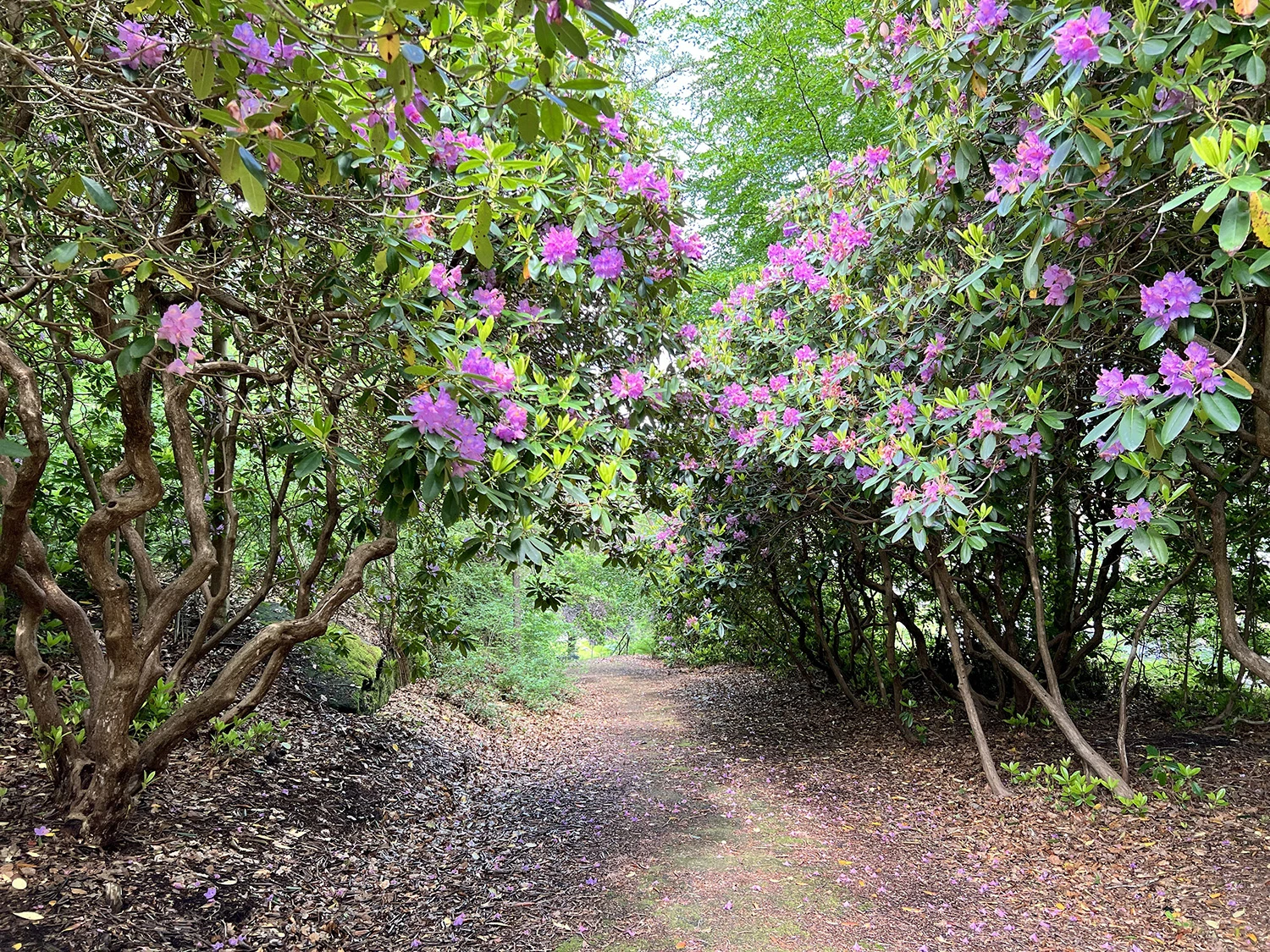 En lummig bild från parken.