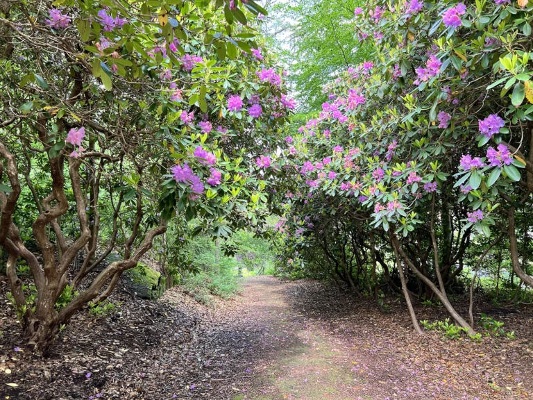 En lummig bild från parken.